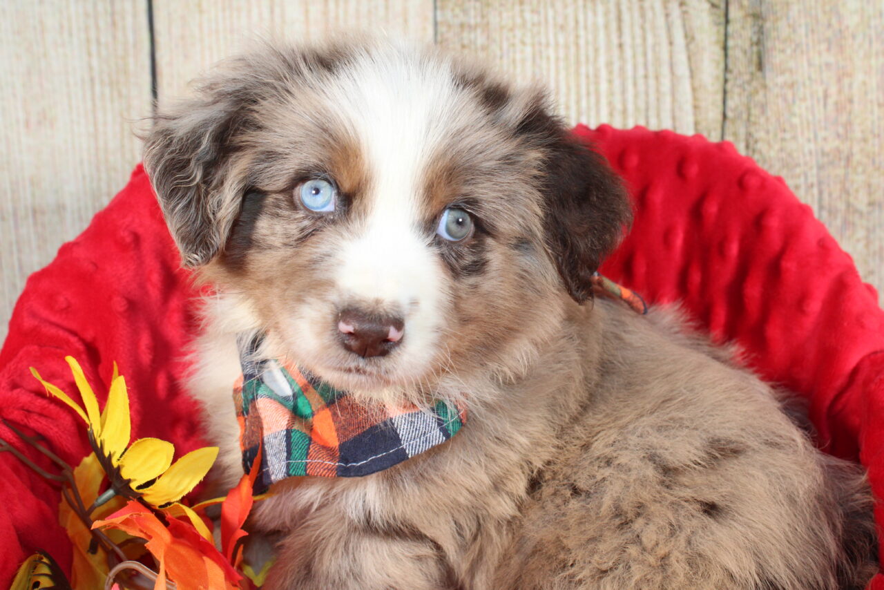 Standard Puppies | Bluebonnet Ridge Aussies
